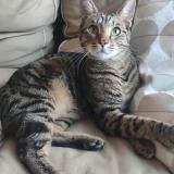 Picture of cat lost at Verrieres Le Buisson