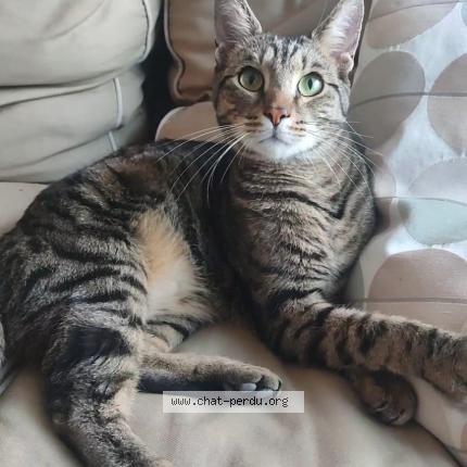 Photo 1/1 Uno Chat lost in Verrieres le buisson