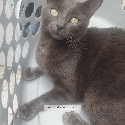 Photo 1/1 Skye Chat lost in Tourcoing