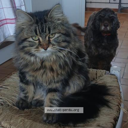 Photo 1/1 Artemis Chat lost in Cleguerec