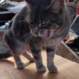 Picture of cat found at Saligny