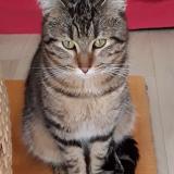 Picture of cat found at Smarves