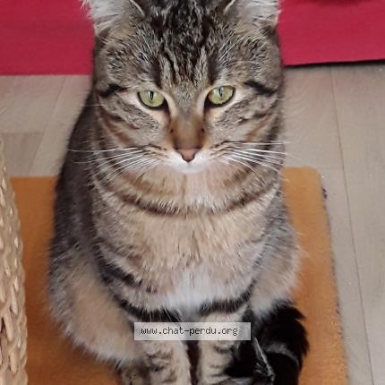 Photo 1/1 Found cat Found in Smarves