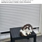 Picture of cat lost at 07800 Saint Georges Les Bains