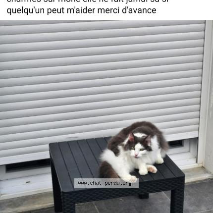 Photo 1/1 Ninette Chat lost in 07800 saint georges les bains