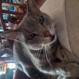 Picture of cat lost at Montescot