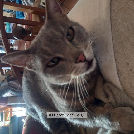 Photo 1/1 Le chat Chat lost in Montescot