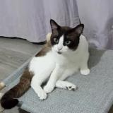 Picture of cat lost at Harnes