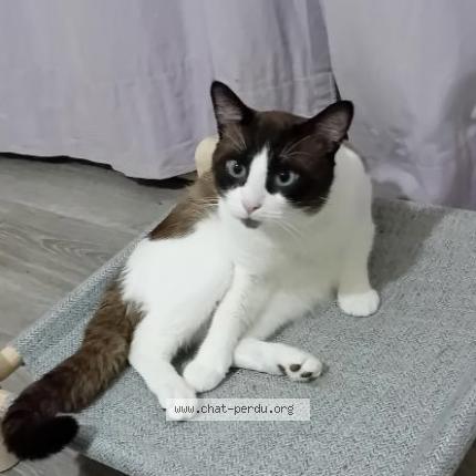 Photo 1/1 Jageun Chat lost in Harnes