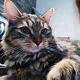 Picture of cat lost at Livry Gargan