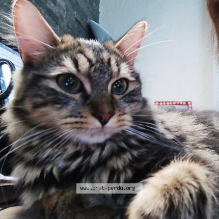 Photo 1/5 YOUKI Chat lost in Livry gargan