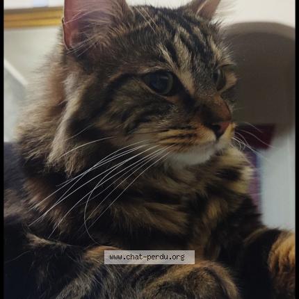 Photo 4/5 YOUKI Chat lost in Livry gargan