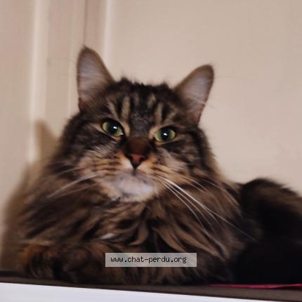 Photo 5/5 YOUKI Chat lost in Livry gargan