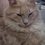 Picture of cat lost at Bouilly