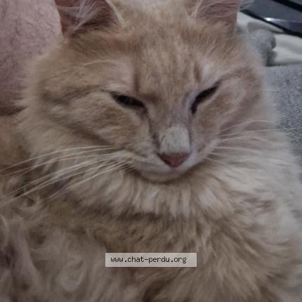 Photo 1/1 Alexis Doucet Chat lost in Bouilly