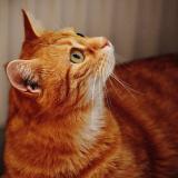 Picture of cat lost at Marseille