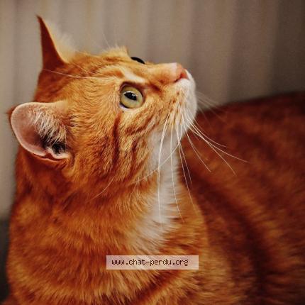 Photo 1/1 TANGUY Chat lost in Marseille