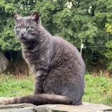 Picture of cat lost at Saint Lo