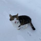 Picture of cat found at Sainte Croix