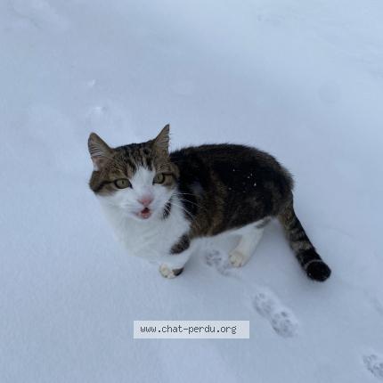 Photo 1/1 Found cat Found in Sainte croix