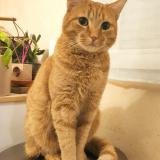 Picture of cat lost at Briosne Les Sables