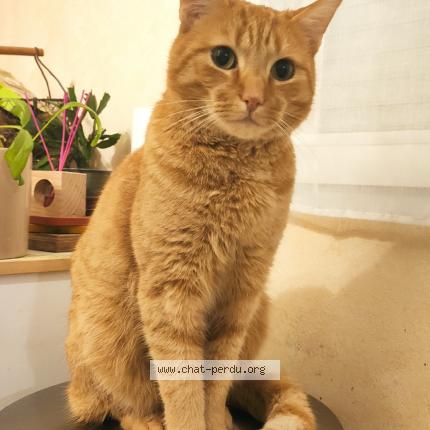 Photo 1/1 Popcorn Chat lost in Briosne les sables