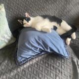 Picture of cat lost at La Brousse