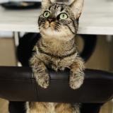 Picture of cat lost at Saint Denis De Gastines