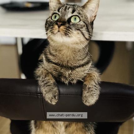 Photo 1/1 Molly Chat lost in Saint denis de gastines