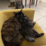 Picture of cat lost at Irigny