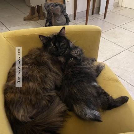 Photo 1/1 Umi Chat lost in Irigny