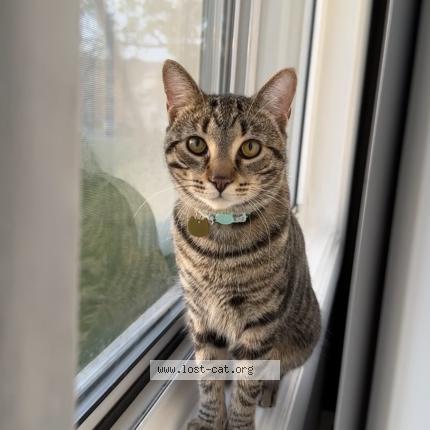 Photo 1/1 Reunited cat Lost in Carol Stream
