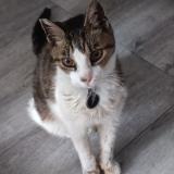 Picture of cat lost at Chambery