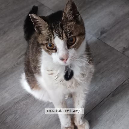 Photo 1/1 Princesse Chat lost in Chambery