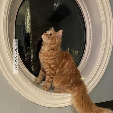 Photo 1/2 Cat reunited Lost in St hyacinthe