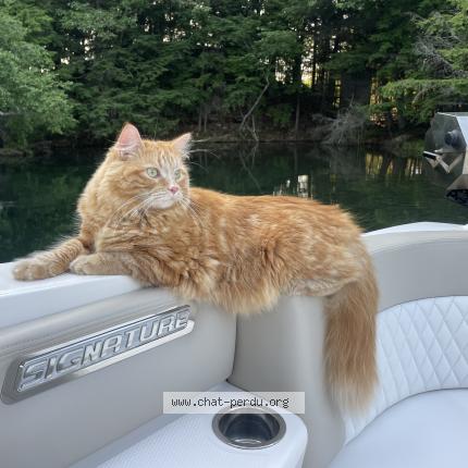 Photo 2/2 Cat reunited Lost in St hyacinthe