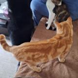 Picture of cat lost at Nantes