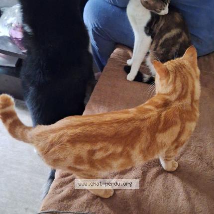 Photo 1/1 Caramel Chat lost in Nantes