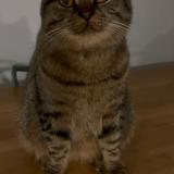 Picture of cat lost at Mondorf Les Bains