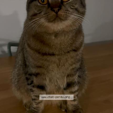 Photo 1/1 Youcou Chat lost in Mondorf les bains