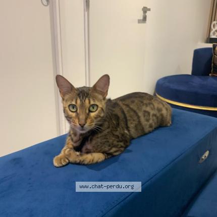 Photo 1/1 Simba Chat lost in Toulouse