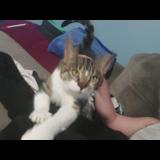 Picture of cat lost at Wayne