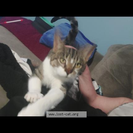 Photo 1/1 rock Chat lost in Wayne