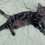 Picture of cat lost at La Machine