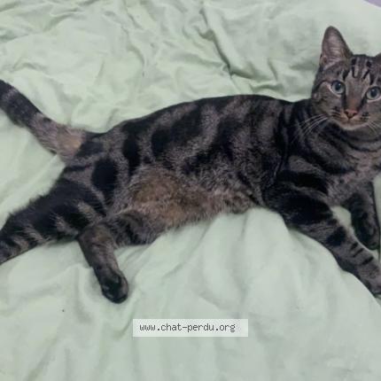 Photo 1/1 Julius Chat lost in La machine