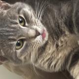 Picture of cat lost at Mesilla Park