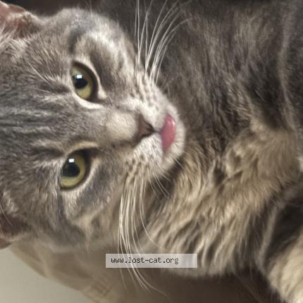 Photo 1/1 Michi Chat lost in Mesilla park