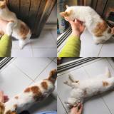 Picture of cat found at St Agnan