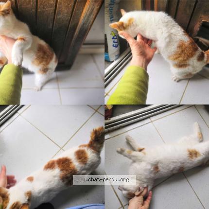 Photo 1/4 Found cat Found in St agnan