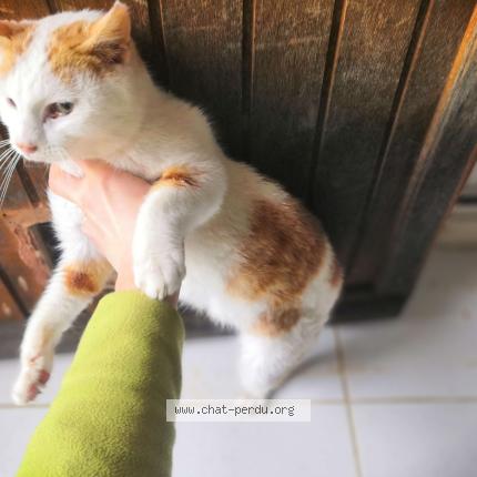 Photo 2/4 Found cat Found in St agnan